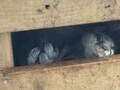 コツメカワウソの赤ちゃんが生まれました
