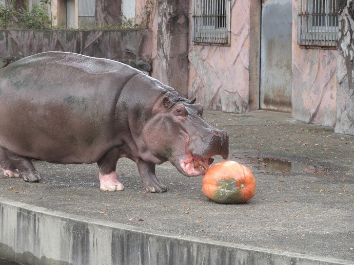 カバとカボチャ