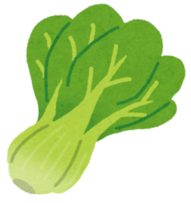 イラスト:チンゲン菜