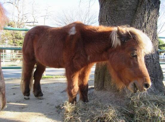 ポニーが餌を食べているところ