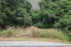 整備前の湿地の様子