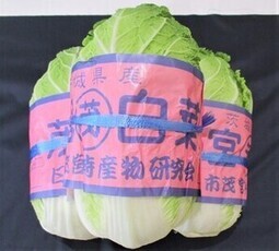 イラスト:茂宮白菜2