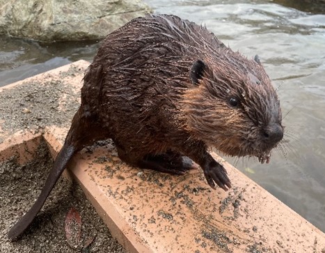 アメリカビーバー　オーロラ