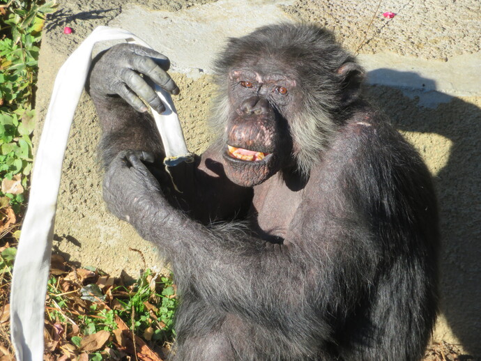 チンパンジー