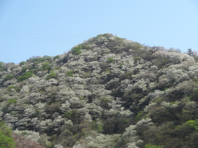 オオシマザクラの画像