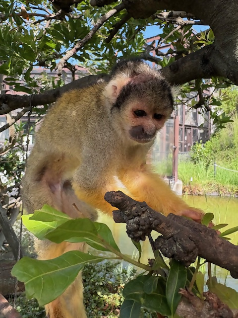 ボリビアリスザルのホンコンが死亡しました