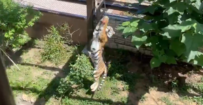 人工ケーシング