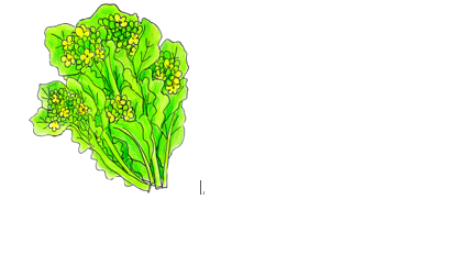 イラスト:菜の花