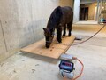 ポニー体重測定