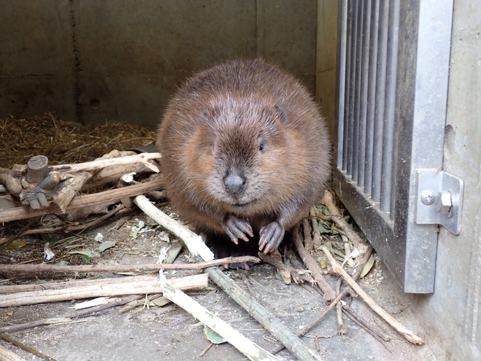 アメリカビーバー