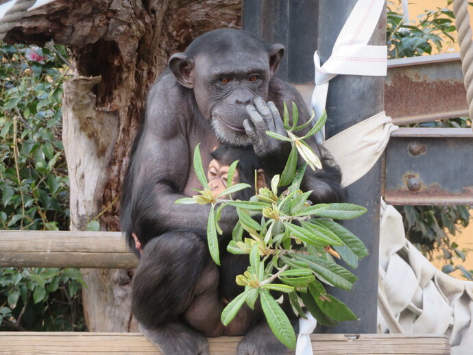 チンパンジーのフク