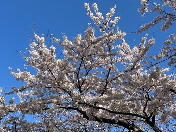 満開を迎える桜