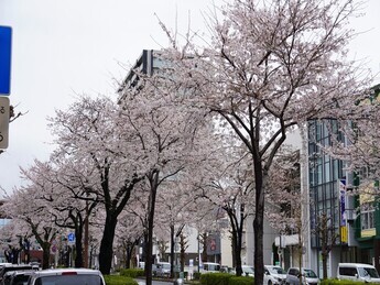 平和通りの桜