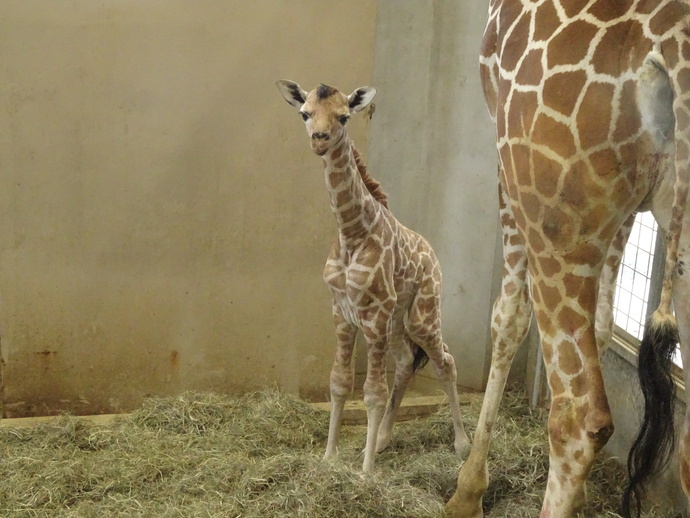 キリンの赤ちゃん