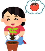 イラスト:トマト