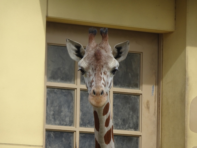 キリン