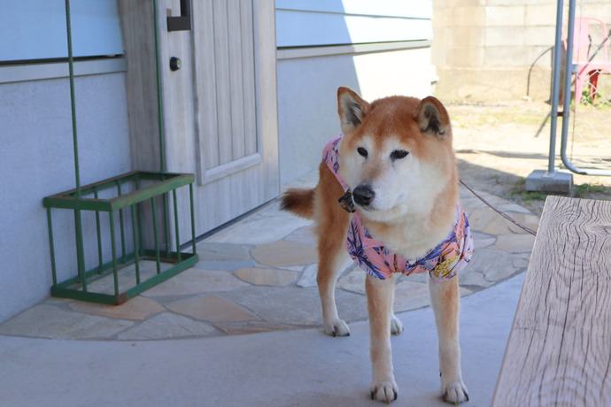 看板犬のはちさんの写真