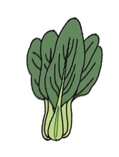 イラスト:【チンゲンサイ】