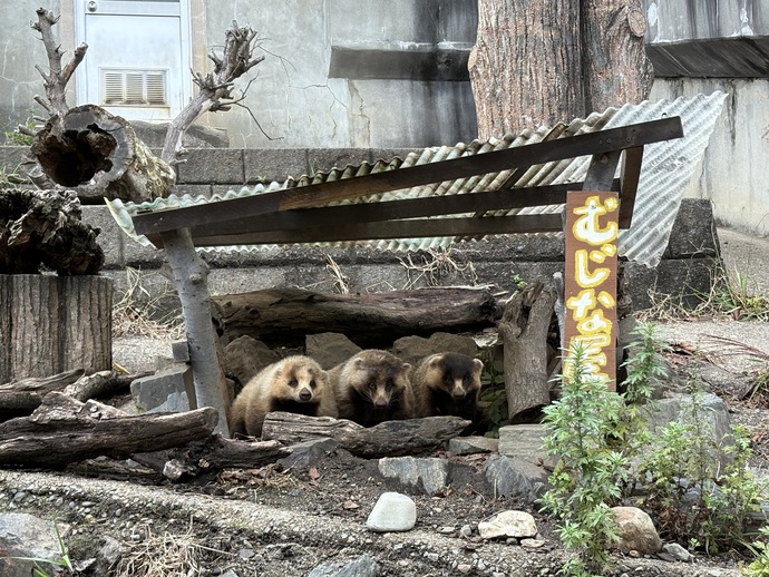 アナグマたち
