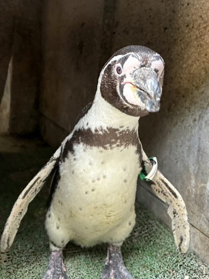 メス