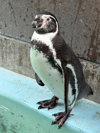 オス